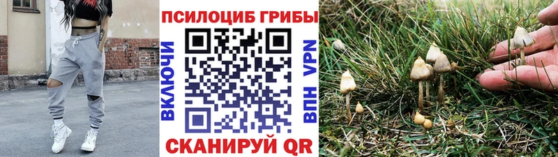 Псилоцибиновые грибы Psilocybe Сортавала